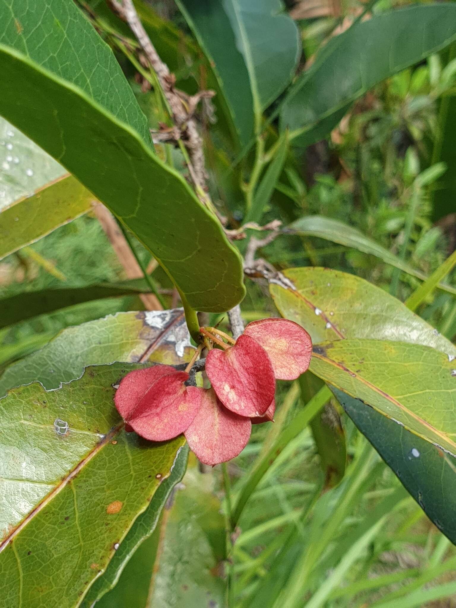 Image of Tisonia coriacea S. Elliot.