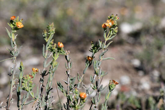 Image of Delosperma testaceum (Haw.) Schwant.