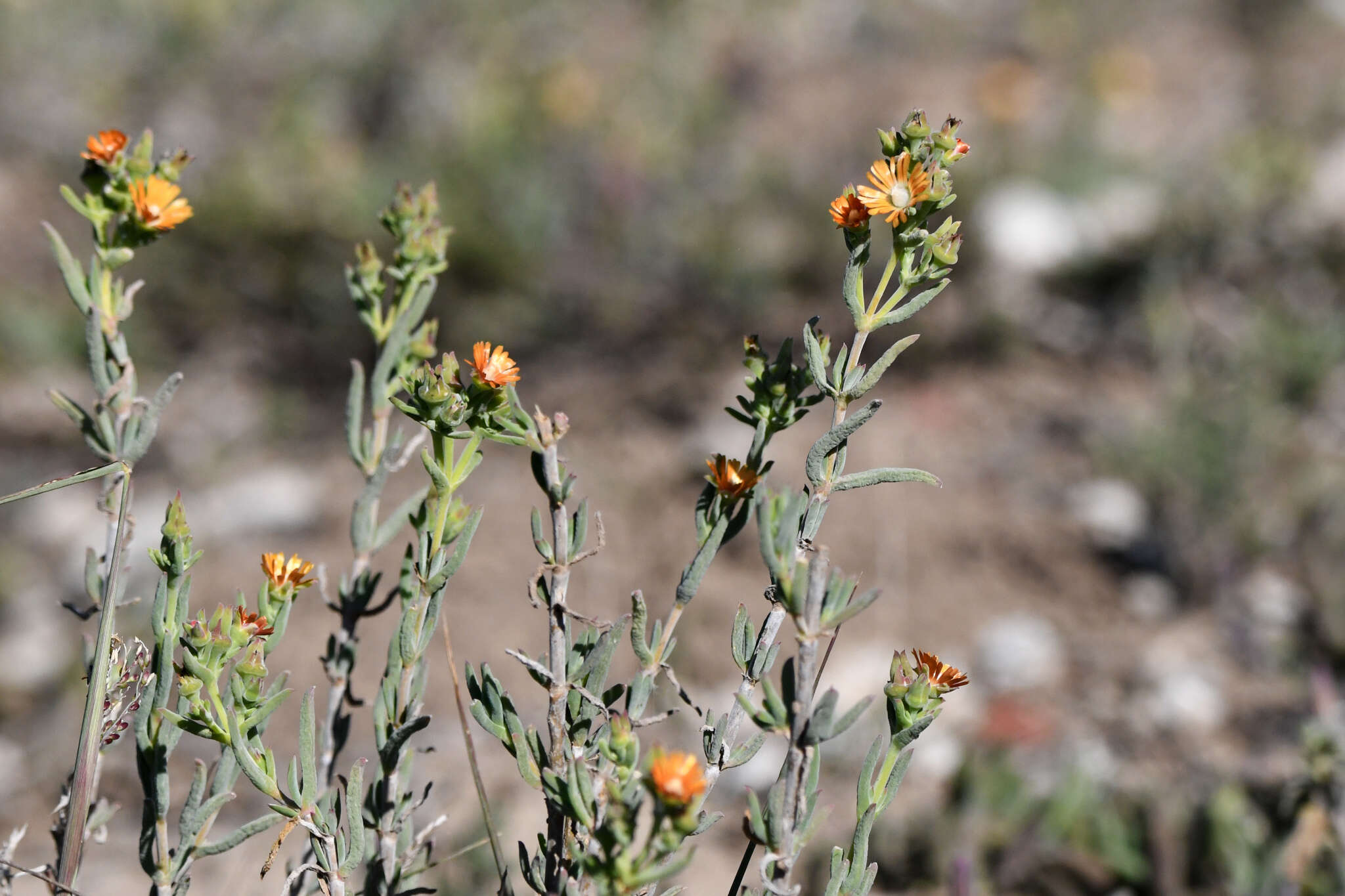 Imagem de Delosperma testaceum (Haw.) Schwant.