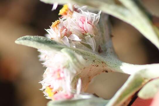 Image of Helichrysum candolleanum Buek