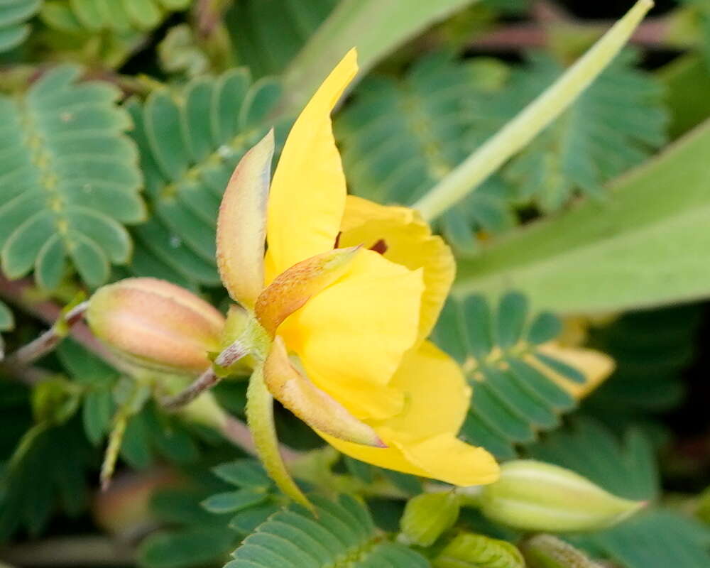 Image of Chamaecrista garambiensis (Hosok.) H. Ohashi, Tateishi & T. Nemoto