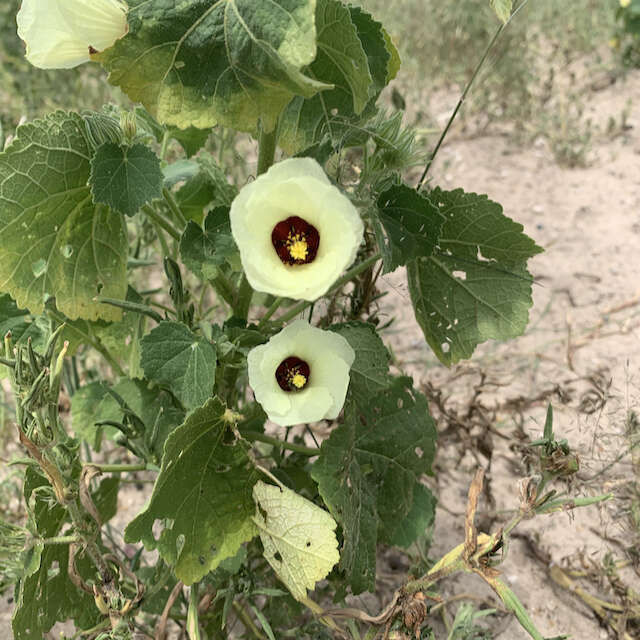 Слика од Pavonia senegalensis (Cav.) Leistn.