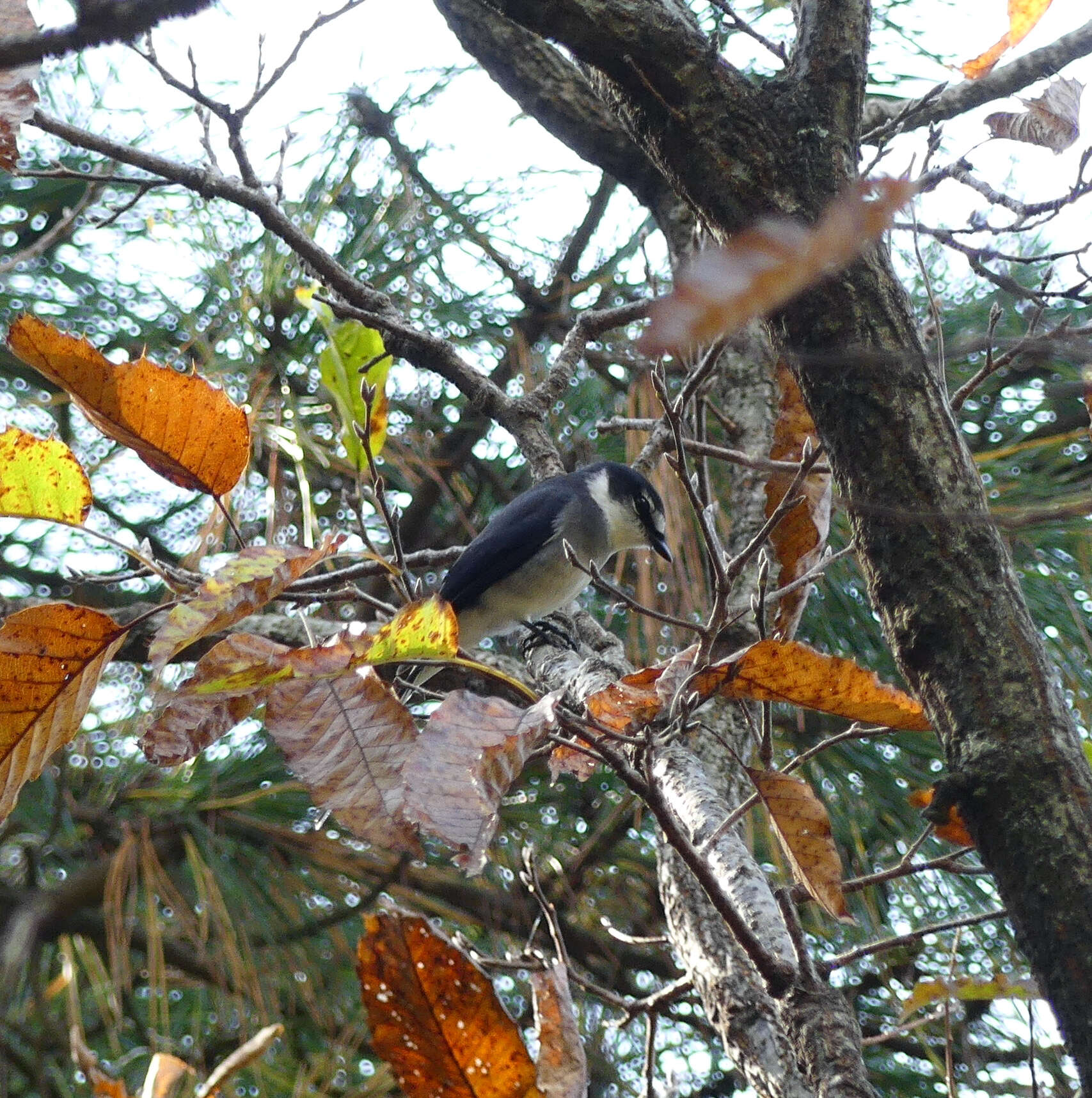 Image of Ryukyu Minivet