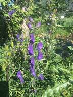 Слика од Aconitum napellus L.