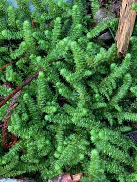 Image of robust rhytidiopsis moss