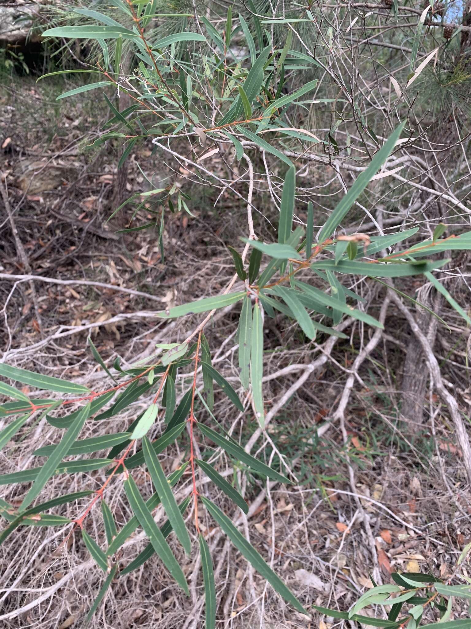 Image of Angophora bakeri E. C. Hall