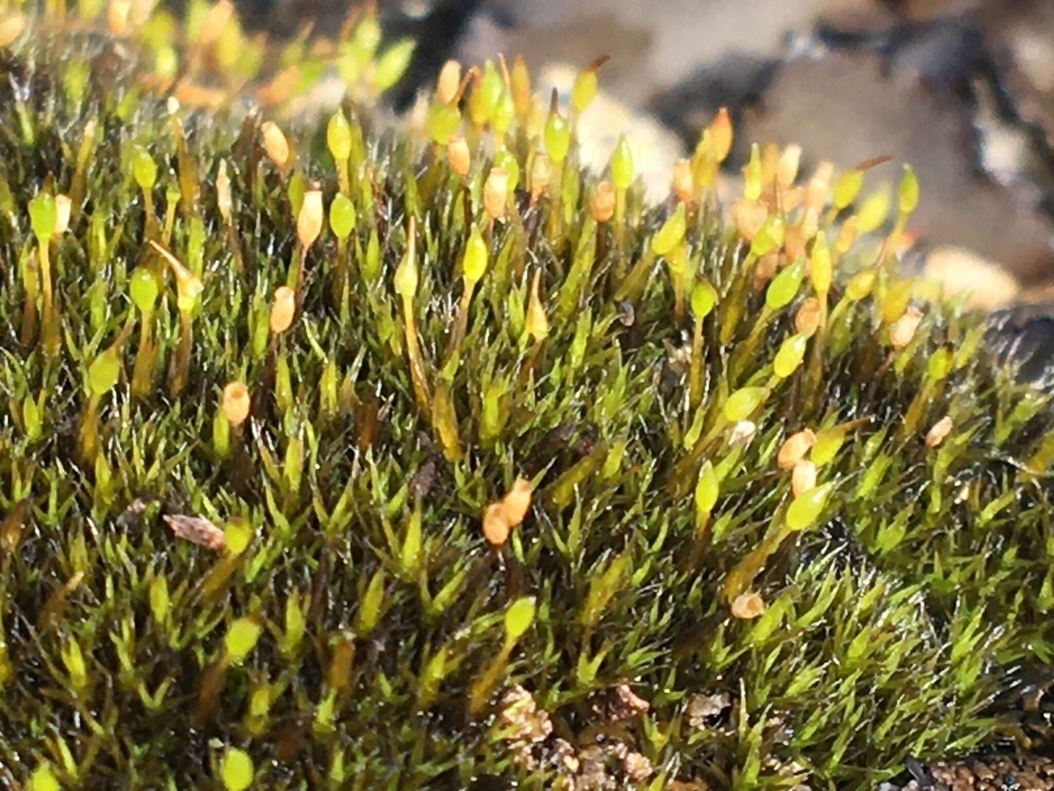 Image of grimmia dry rock moss