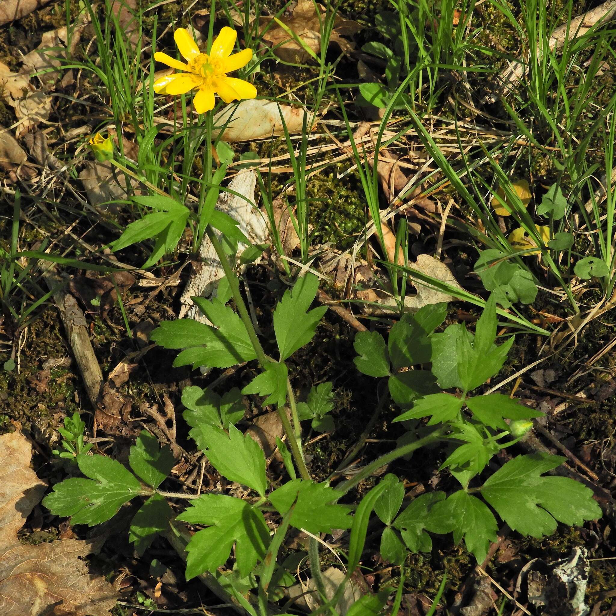 Ranunculus hispidus Michx.的圖片