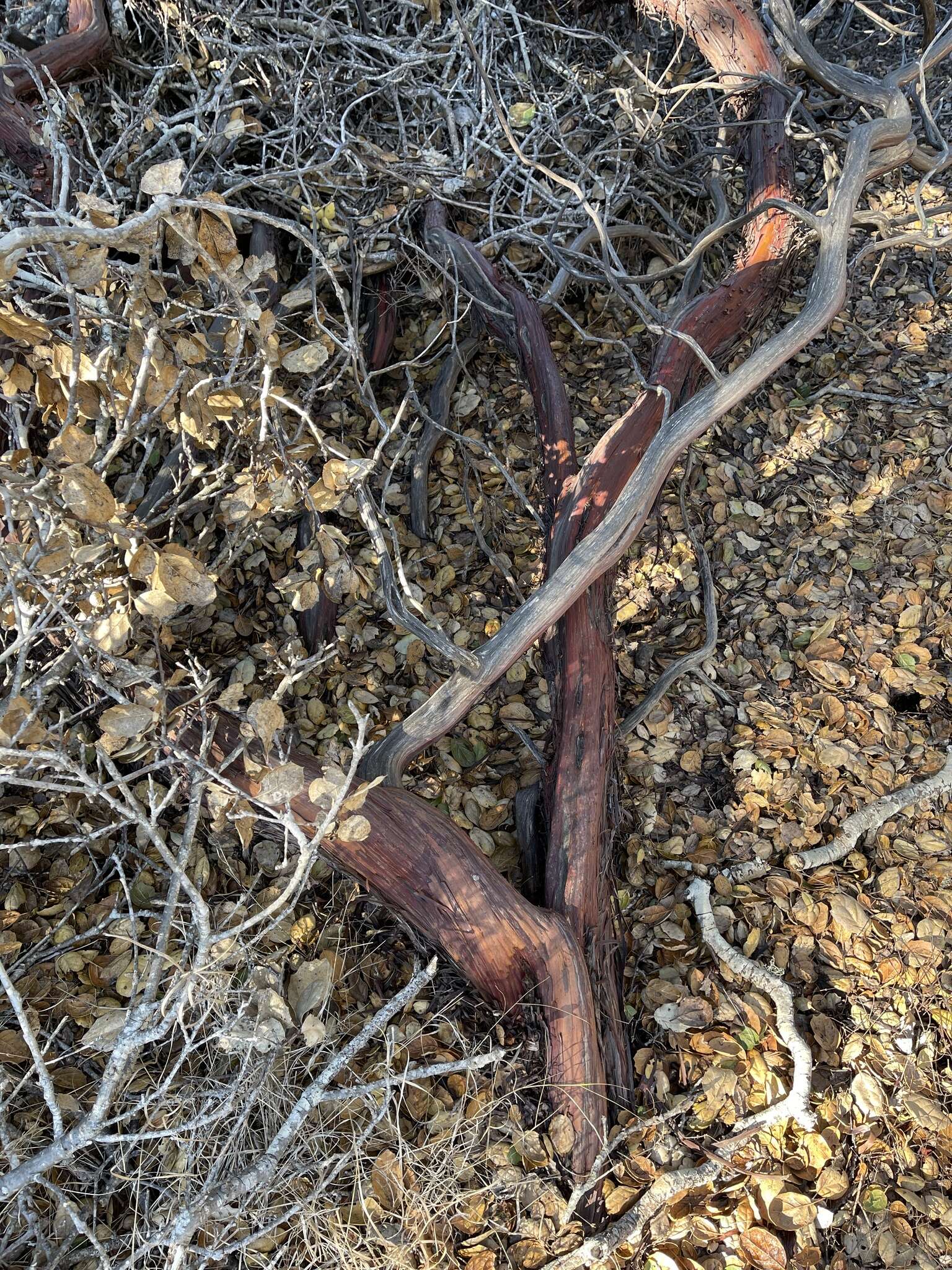 Image of Pajaro manzanita