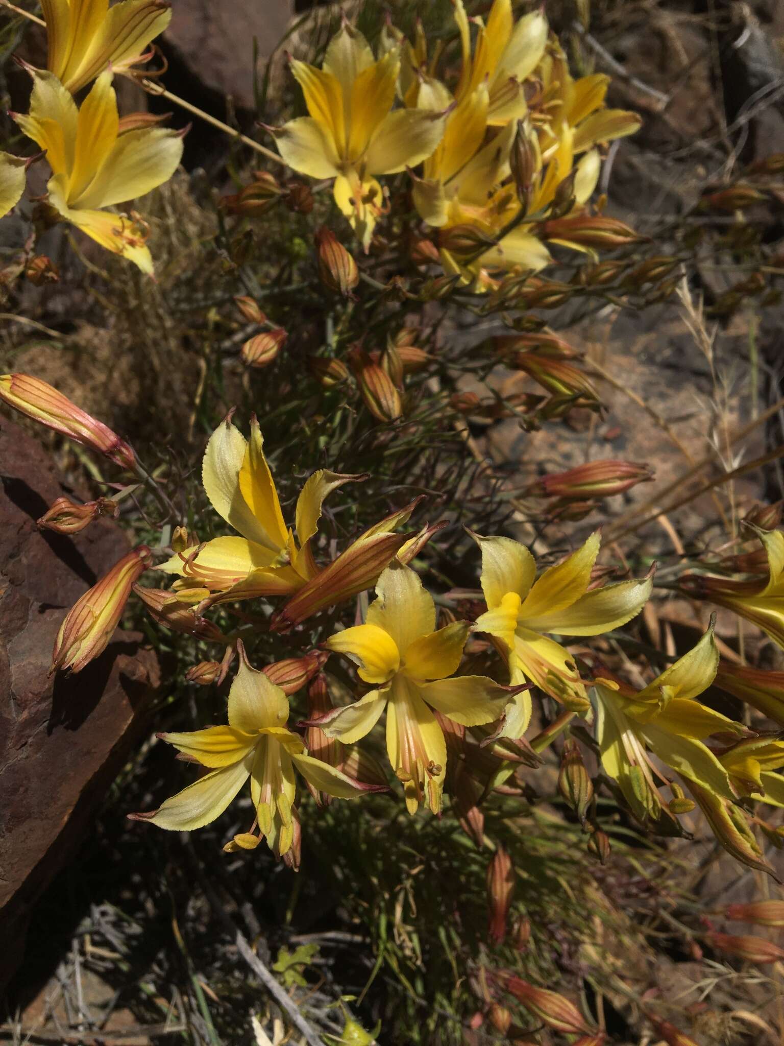 Image of Alstroemeria kingii Phil.