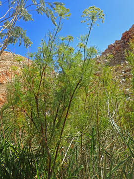 Image of Notobubon tenuifolium (Thunb.) Magee