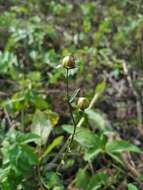 Image of common flax