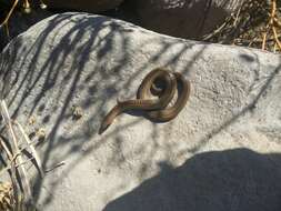 Image of Largenose Earth Snake