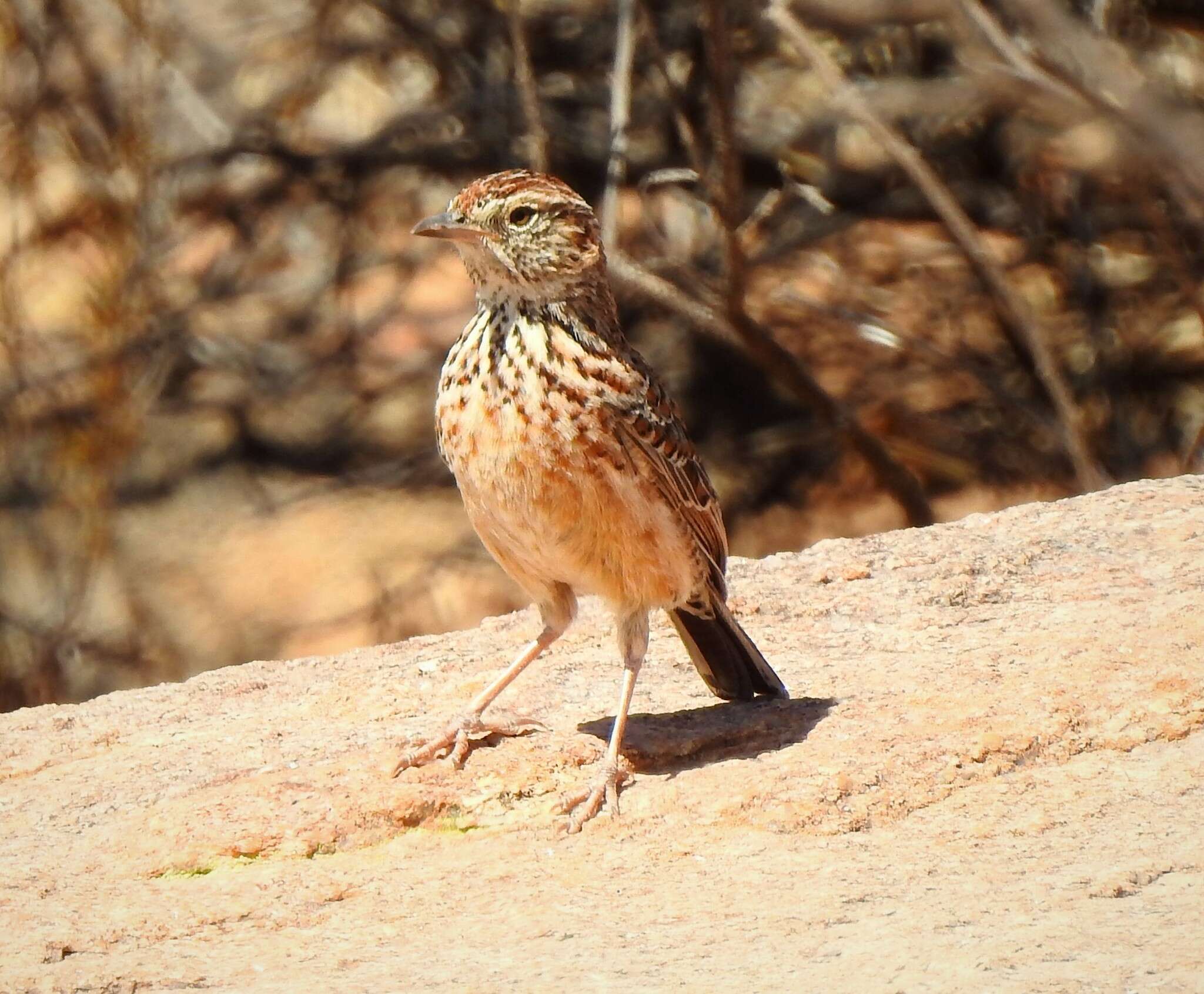 Image of Cape Clapper Lark