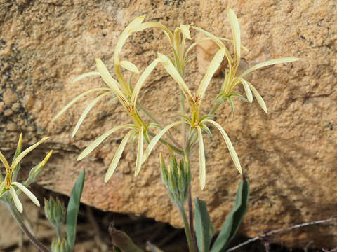 Image of Pelargonium longiflorum Jacq.