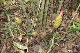 Image of Costus longibracteolatus Maas