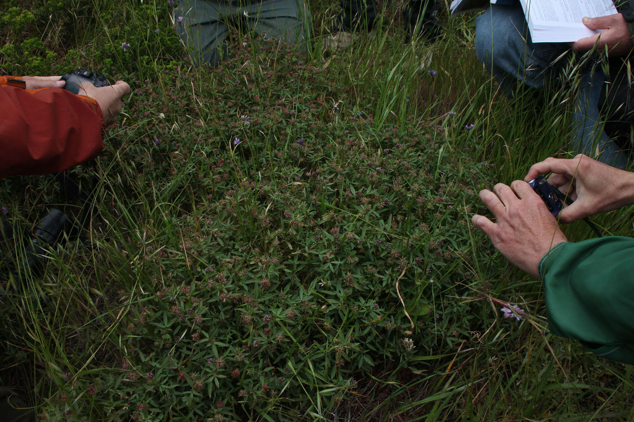 Слика од Trifolium gracilentum var. palmeri (S. Watson) McDermott