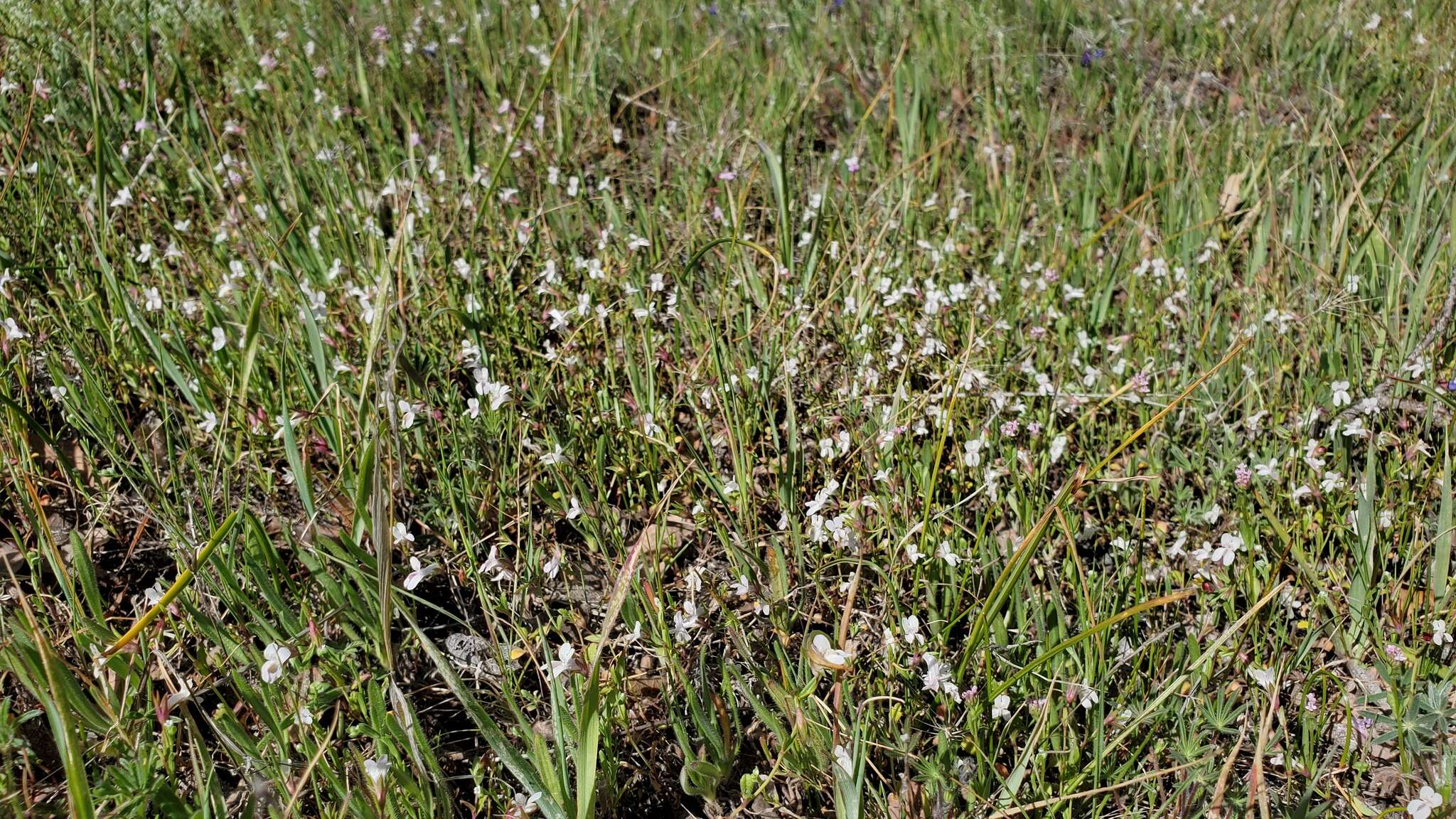 Image of spinster's blue eyed Mary