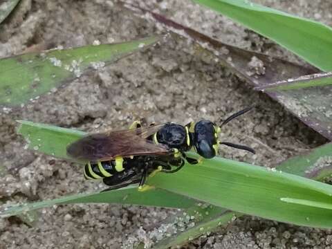 Image of Philanthus lepidus Cresson 1865