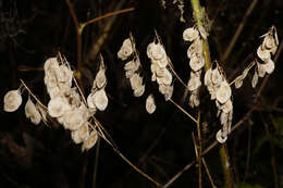 Imagem de Peltaria alliacea Jacq.