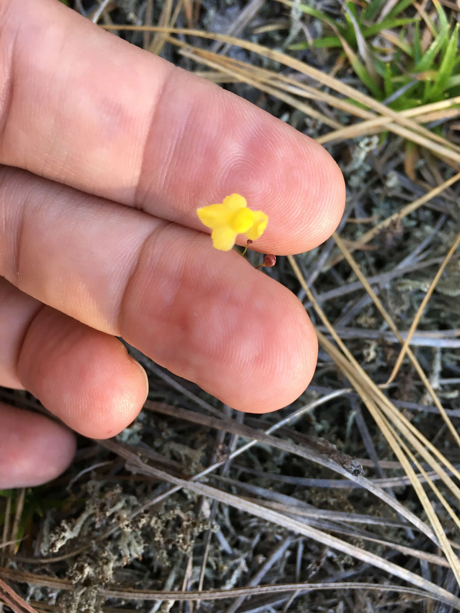 Image of Zigzag bladderwort