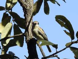 Image of Gray-collared Becard