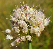 Слика од Allium suaveolens Jacq.