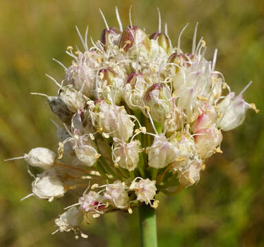 Image of Allium suaveolens Jacq.