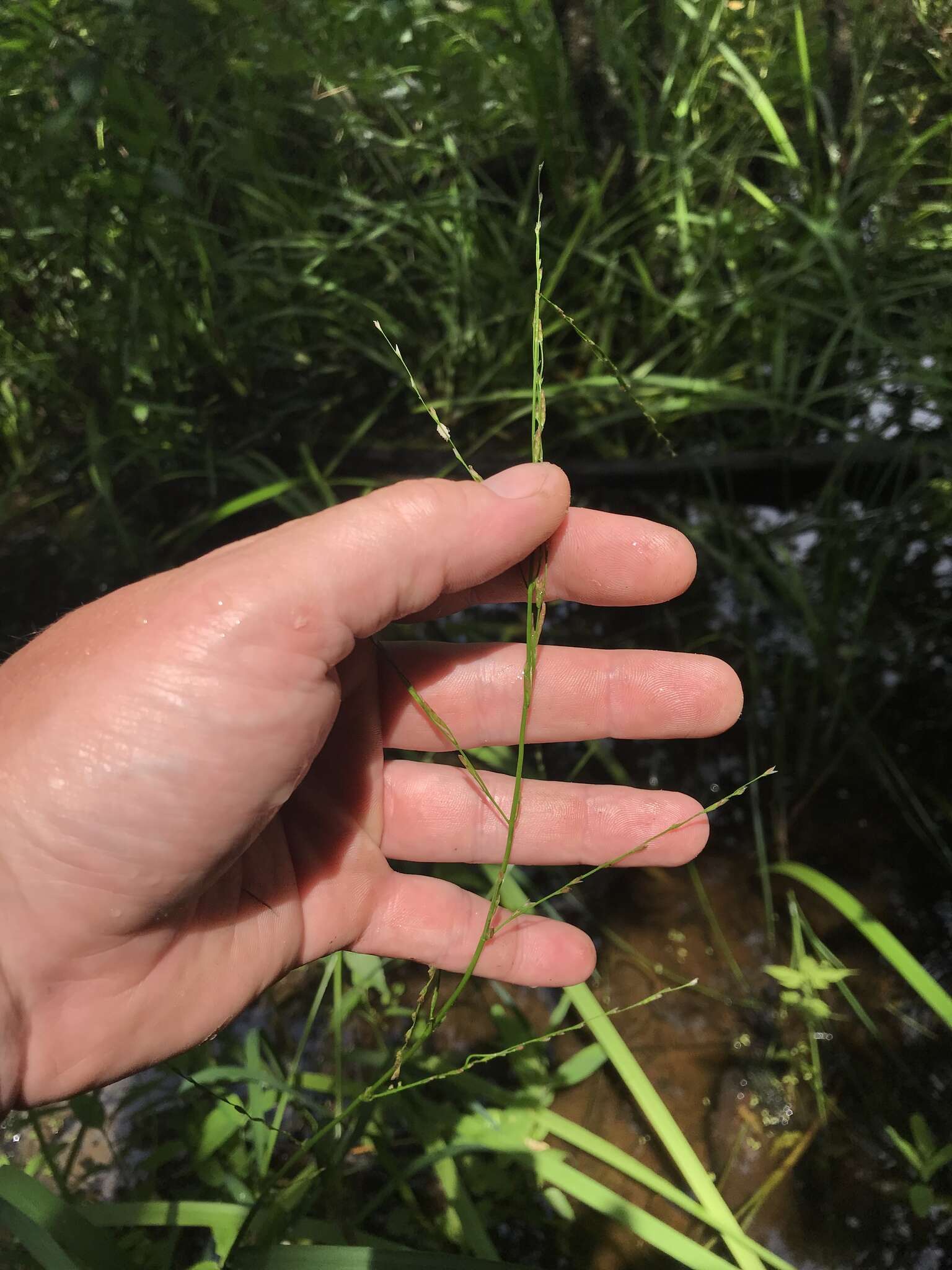 Imagem de Glyceria arkansana Fernald