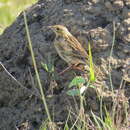 Image of Ochre-breasted Pipit