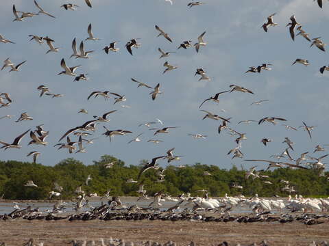 Image de Rynchops niger niger Linnaeus 1758