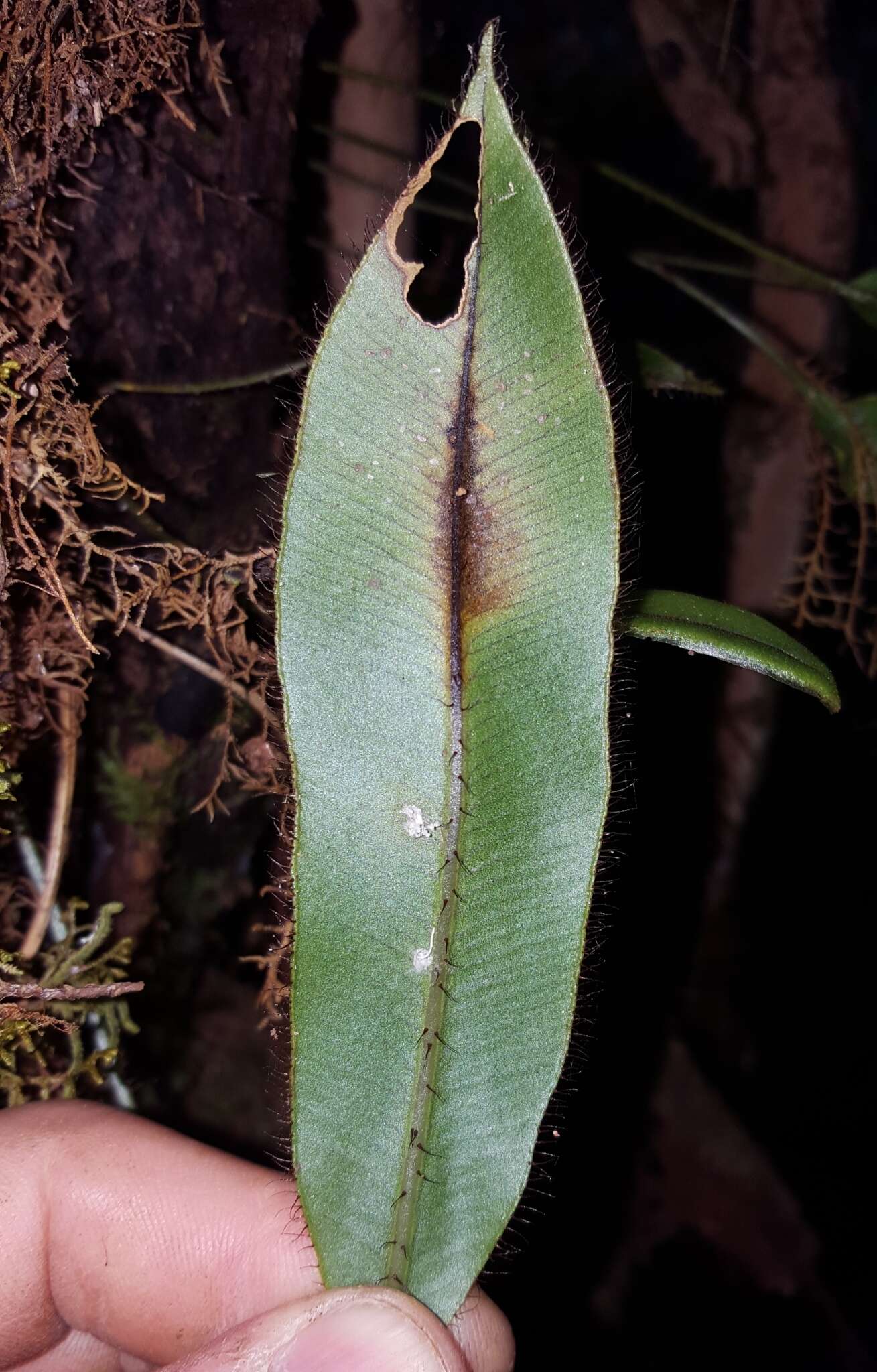 Image of Elaphoglossum hybridum (Bory) Brack.