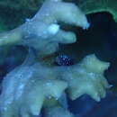 Image of elkhorn coral crab