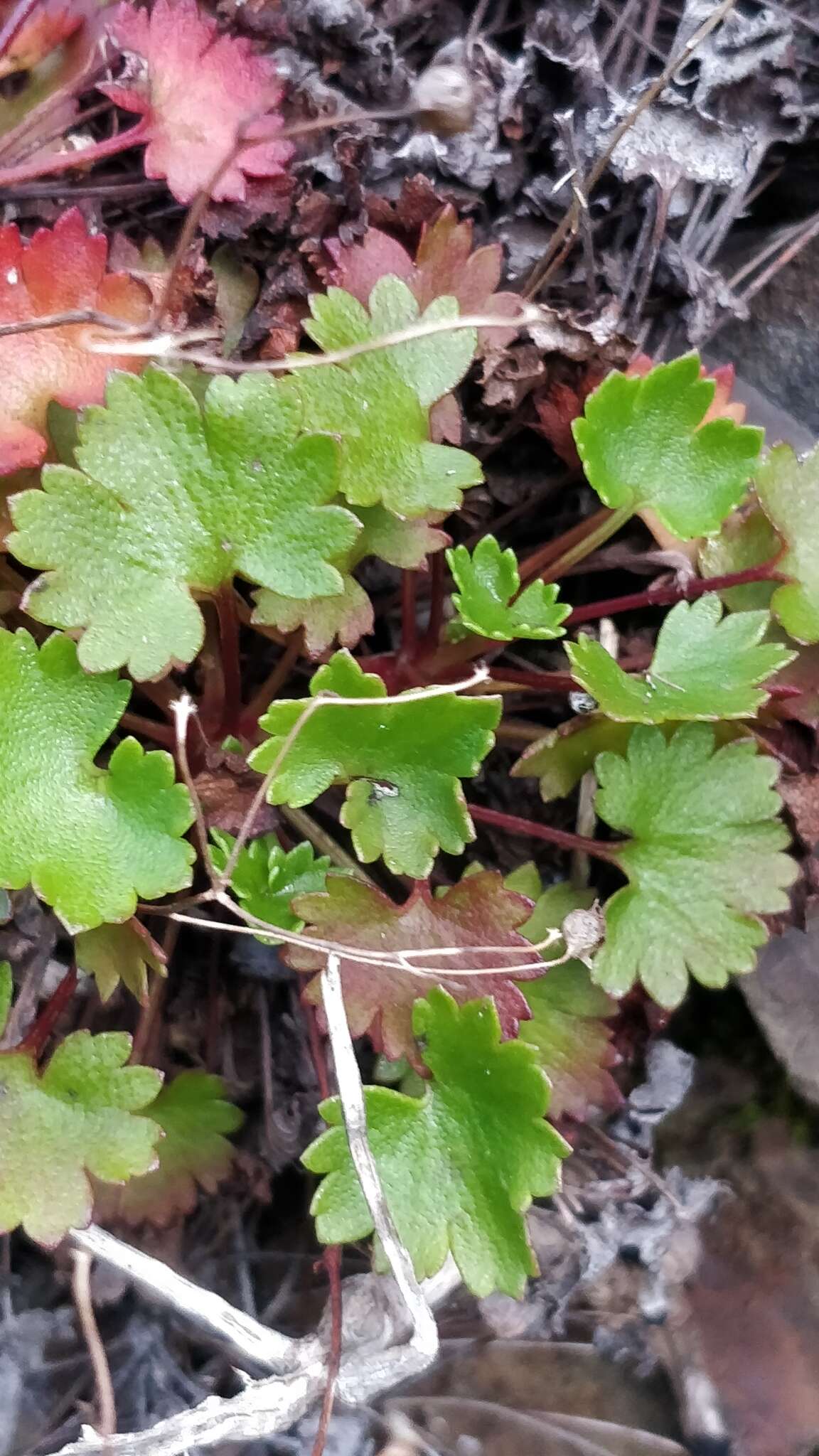 Image of Saxifraga maderensis D. Don