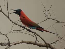 Image of Northern Carmine Bee-eater