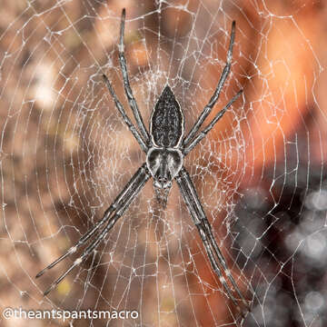 Image of Argiope ocyaloides L. Koch 1871