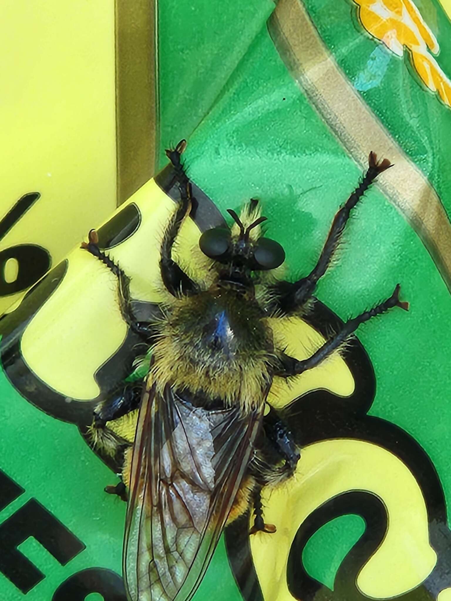 Image of Laphria partitor (Banks 1917)