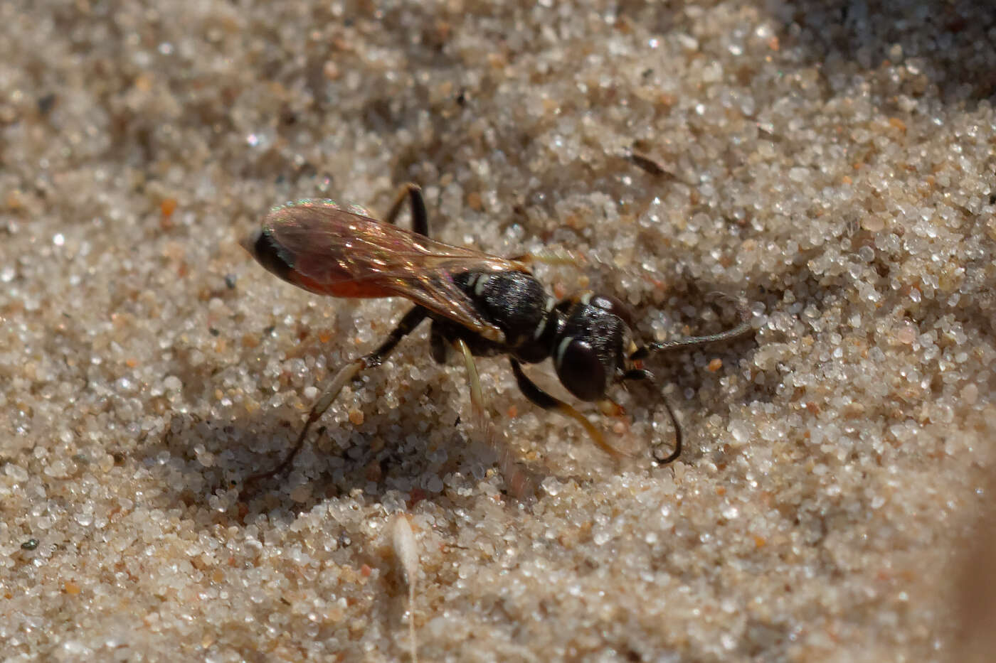 Image of Dinetinae W. Fox 1895