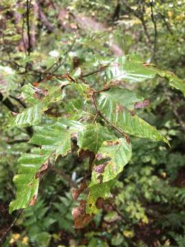 Image of Japanese Beech