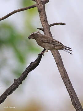 Image of Crithagra canicapilla canicapilla (Du Bus de Gisignies 1855)