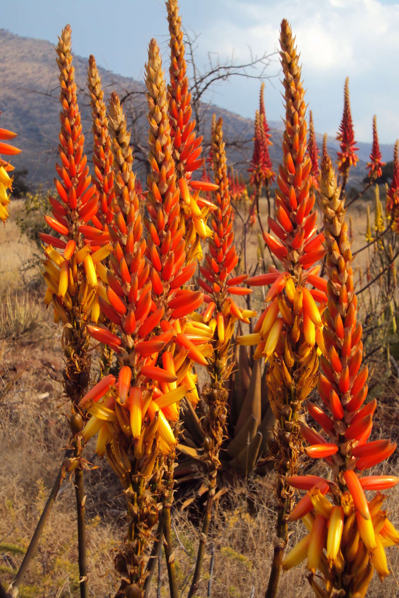 Aloe cryptopoda Baker resmi