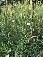 Plancia ëd Boltonia asteroides (L.) L'Hér.