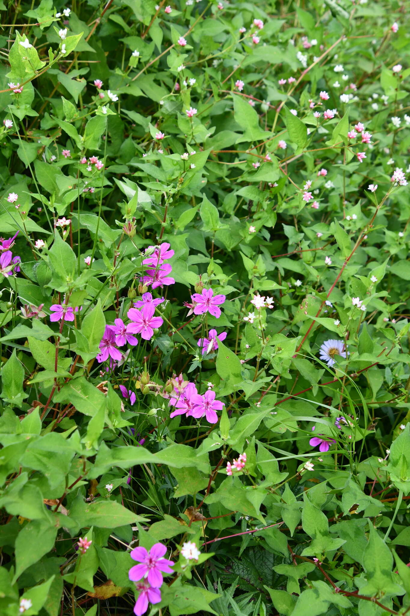 Sivun Geranium soboliferum Kom. kuva