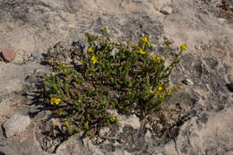 Image of Hypericum ericoides L.