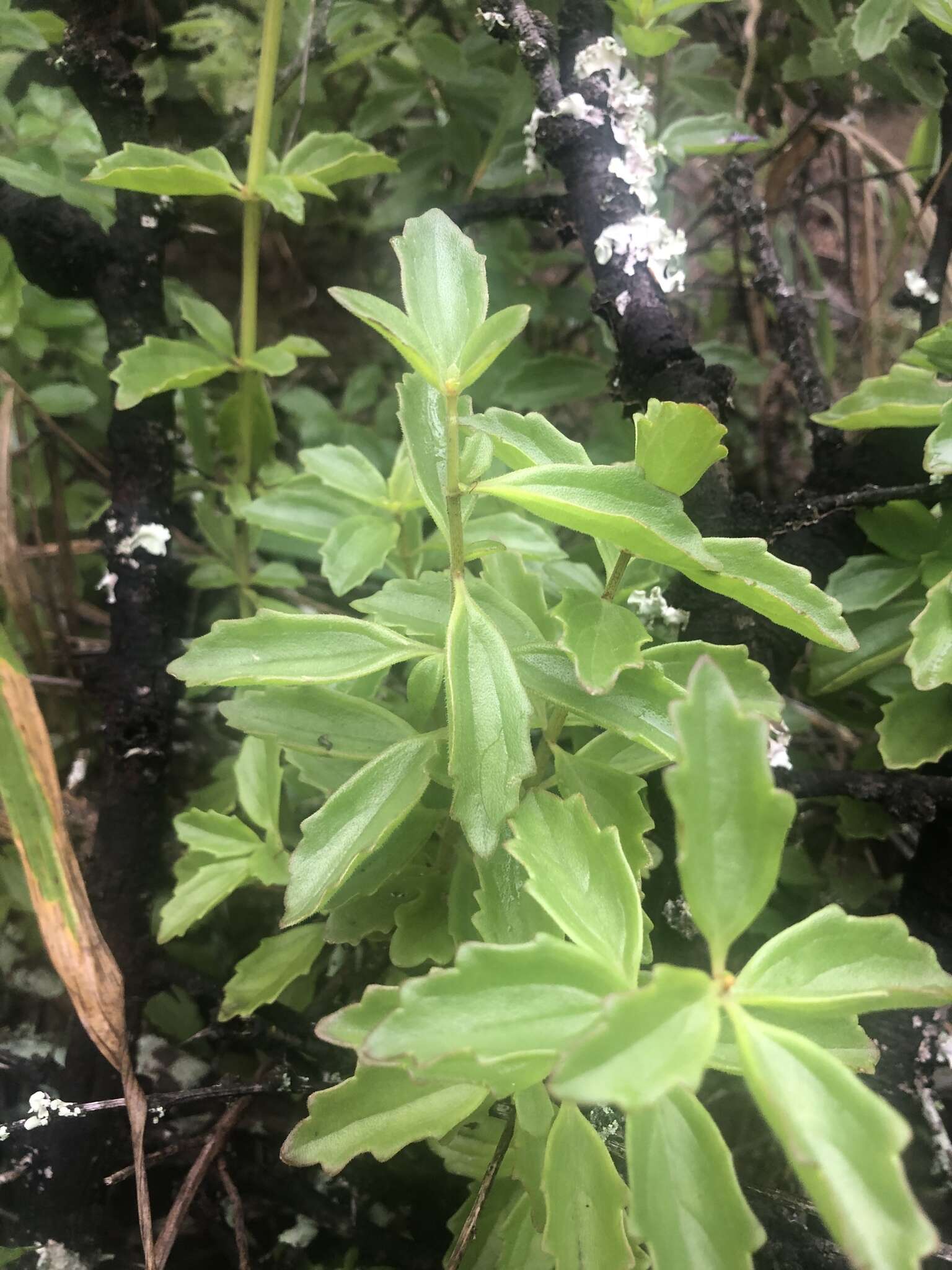 Image of Plectranthus spicatus E. Mey.