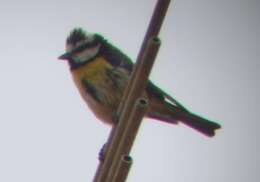 Image of African Blue Tit