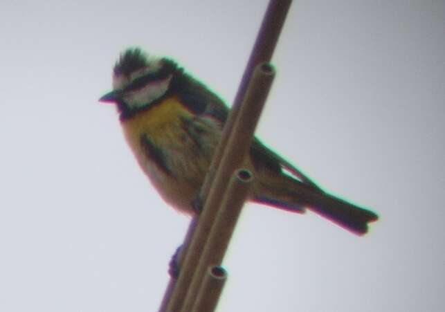 Image of African Blue Tit