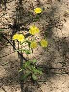 Image of Crepidiastrum sonchifolium (Maxim.) J. H. Pak & Kawano