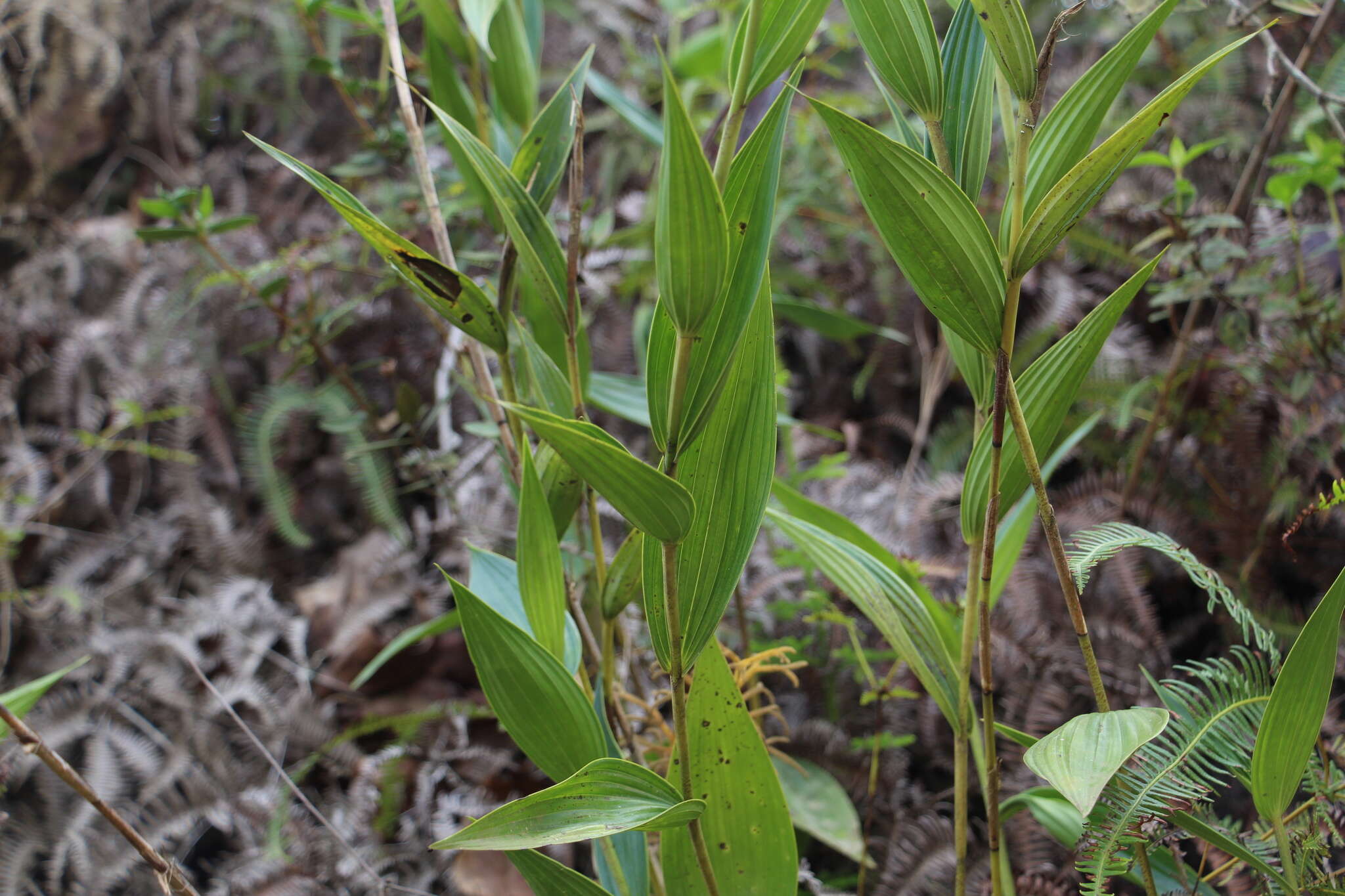 صورة Sobralia powellii Schltr.