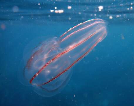 Image of Bolinopsis ashleyi Gershwin, Zeidler & Davie 2010